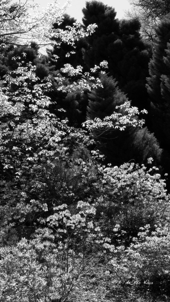 Bois des Moutiers (207) Mai 2012